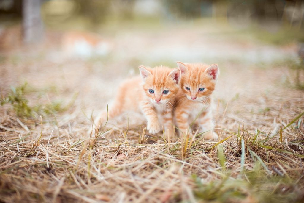 kitten, red, two-4018756.jpg